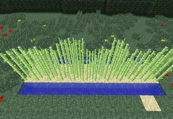 Cómo cultivar caña de azúcar en Minecraft