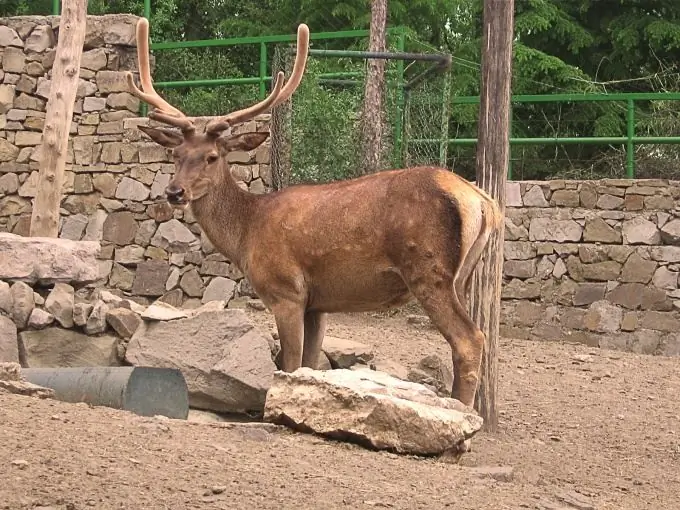 Kako dodati muziku u prezentaciju