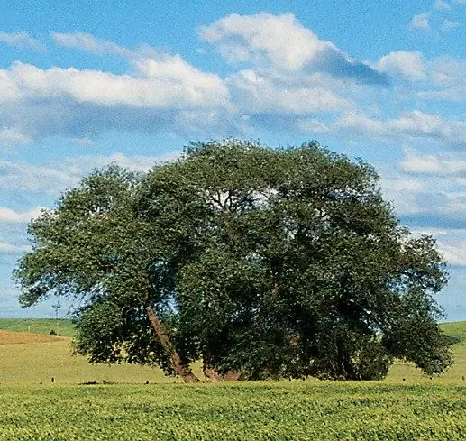 Kako odabrati drvo u Photoshopu